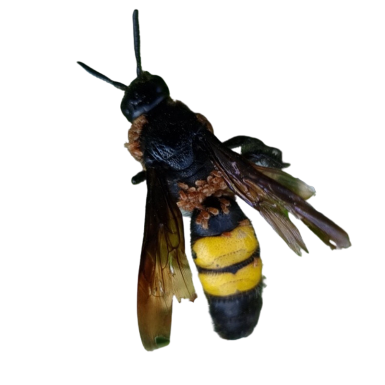 sötétszárnyú tőrösdarázs