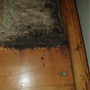 ágyi poloskák ürüléke