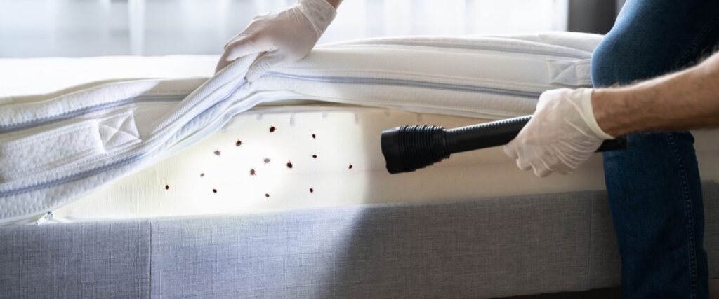 ágyi poloska irtás