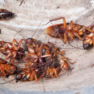 elpusztult csótányok