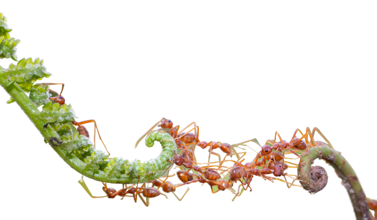 vörös hangyák a levélen